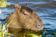 A capivara tem hábito diurno; descansa na mata nas horas mais quentes do dia e pasta ao entardecer quando também gosta de nadar capivara