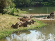 A capivara, por ser um animal herbívoro e de elevada taxa reprodutiva, apresenta custos de produção que permitem lucros expressivos e compensadores capivara