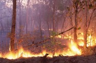 Prevenção de incêndios florestais