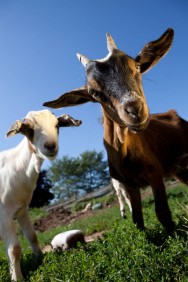 As cabras são as fêmeas reprodutoras, que cobertas pelos bodes, vão gerar, parir e criar os cabritos, até o desmame Cabras