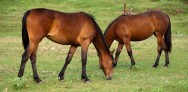 O tipo do rufião escolhido e a qualidade técnica do rufiador são os principais fatores de sucesso na detecção das éguas no cio Cavalos