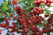 Para a obtenção de um produto de qualidade, compatível com as exigências do mercado de café, é necessário uma série de cuidados que se inicia ao escolher a variedade que será utilizada conilon
