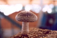 Em condições normais, o bloco de substrato não precisa ser regado antes do início do aparecimento dos primórdios, devido à sua elevada umidade Shiitake em substratos
