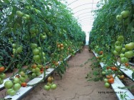 No sistema hidropônico, a produtividade é o grande trunfo e pode-se contar com safras bastante estimulantes tomate hidropônico