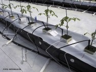 O aumento na produtividade do tomateiro, produzido por meio de cultivo hidropônico, tem sido de 20% a 25% maior que o obtido pelo cultivo em solo tomate hidropônico