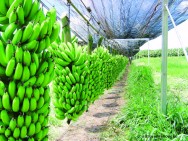 É uma opção promissora de cultivo para produtores que desejam diversificar sua produtividade e ingressar no ramo do agronegócio banana