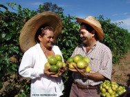 É uma cultura que pode ser lucrativa para grandes e pequenos produtores, e importante fonte de renda no âmbito da agricultura familiar MARACUJA
