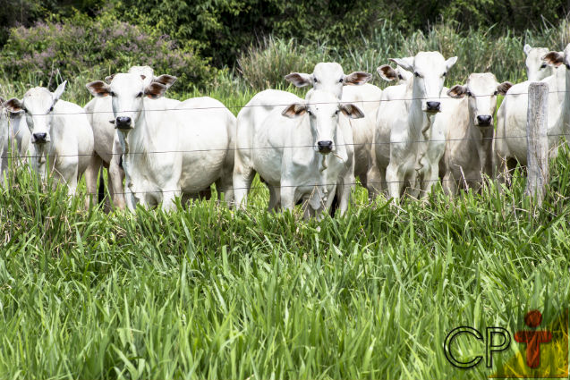 Cerca elétrica na fazenda4     Artigos Cursos CPT