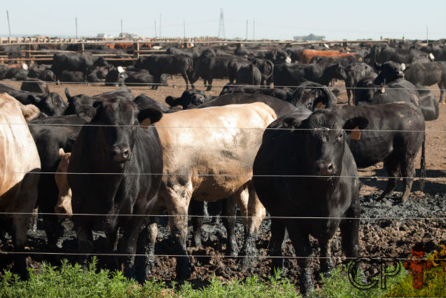 Cerca elétrica na fazenda     Artigos Cursos CPT