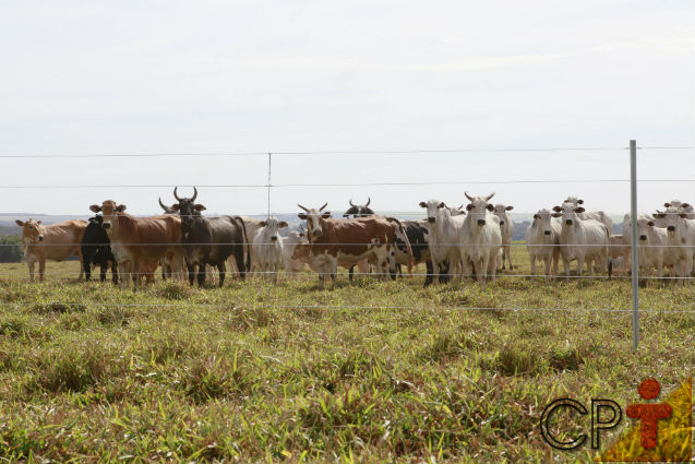 Cerca elétrica na fazenda3 Artigos Cursos CPT Cerca elétrica na fazenda3 Artigos Cursos CPT