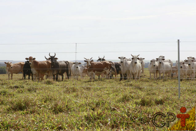 Cerca elétrica na fazenda3     Artigos Cursos CPT