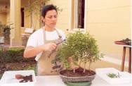 É importante lembrar, desde o início, que a construção de um bonsai exige uma visão de conjunto e atenção aos detalhes Criação de bonsai