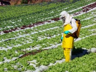 Nas culturas perenes, o indivíduo caminha pulverizando a fileira de plantas apenas de um lado, e, depois, retorna do outro lado, completando a pulverização das plantas PULVERIZAÇÃO AGRÍCOLA