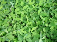 o desenvolvimento de uma planta forrageira é afetado pela estrutura, o grau de drenagem da água e a fertilidade do solo, que têm a ver com o fornecimento dos nutrientes necessários ao crescimento das plantas Forragens