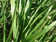 Plantas forrageiras ou forragens podem ser definidas como plantas inteiras ou partes destas que servem de alimento aos animais domésticos e silvestres Plantas forrageiras