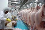 Nória é um equipamento de transporte, ao longo da linha de processamento da carcaça, na qual os animais ficam dependurados abatedouro de frango