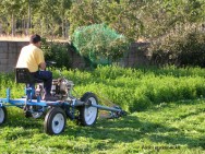 O manejo dessas culturas deve ser feito no momento em que as plantas apresentam maior quantidade de massa verde, ou seja, na floração plena COBERTURA DO SOLO