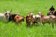 À medida que pastejam, os animais extraem os nutrientes do solo e estes nutrientes transformam-se em produto animal DEGRADAÇÃO DE PASTAGENS