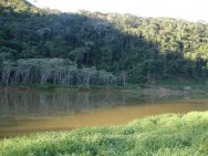 Projeto de restauração florestal - como fazer e quais as técnicas do procedimento