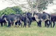  Quanto menor o período de descanso da pastagem, melhor a qualidade da forragem a ser fornecida ao gado leiteiro 