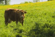 Sistema de produção a pasto Se o produtor optar pelo sistema de produção a pasto, seja ele rotativo ou contínuo, é preciso que fique atento à qualidade da forrageira fornecida à vaca leiteira