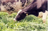 Apenas a forragem tenra, no seu mais alto valor nutricional, selecionada pelas vacas em pastejo, é que permite alcançar índices de produção vaca leiteira