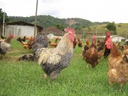 Num sistema extensivo de criação, as aves ficam totalmente soltas e consomem o que encontrarem disponível no campo Foto: Reprodução galinha caipipira