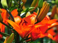 Apesar da beleza de suas flores, o Lírio, também chamado de Hemerocale, é bem menos conhecido que a Estrelícia lírio