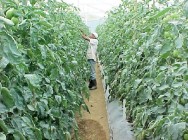 Pimentão orgânico O pimentão é uma hortaliça típica de clima tropical, exigindo temperaturas noturnas e diurnas mais elevadas que o tomate