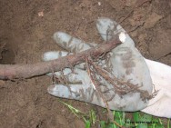Consiste no enraizamento de um ramo, estando ele ainda ligado à planta mãe (o ramo é “mergulhado até o solo”) MUDAS FRUTÍFERAS