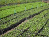 O cultivo de plantas frutíferas é opção econômica, viável para boa parte dos produtores rurais, principalmente nas pequenas e médias propriedades MUDAS FRUTÍFERAS