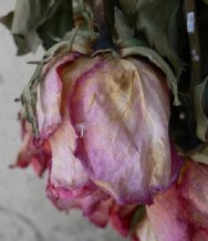 Murcha dos botões caracteriza-se pela não abertura dos botões florais, que tomam a cor cinza-marrom, típica de tecido seco. Murcha dos botões caracteriza-se pela não abertura dos botões florais, que tomam a cor cinza-marrom, típica de tecido seco.