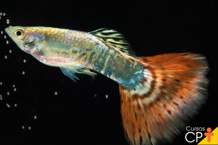 Peixes Betta: variedades de acordo com o tipo, a abertura e o