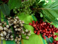 A pimenteira produz frutos do tipo baga, de pequeno tamanho e arredondados, em inflorescências formadas nos ramos plagiotrópicos ou de produção pimenta do reino