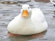 Eles têm corpo comprido, baixo e largo e de peito cheio. Possuem plumagem branca, os pés e o bico alaranjados e os olhos escuros marrecos