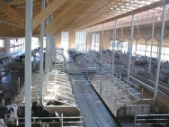 Sistema de confinamento em gslp~so fechado O sistema de confinamento em galpão fechado não é muito utilizado no Brasil por ser considerado caro, além de exigir muitos equipamentos e pessoal treinado.