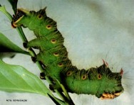 As lagartas, se não controladas, acarretam severos desfolhamentos que refletem na produção das plantas PRAGAS DO CONILON