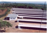 É imprescindível que se renove o ar no interior do galpão para manter a temperatura dentro da zona de conforto térmico das galinhas poedeiras.