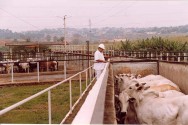 O abatedouro deve dispor de dependência de uso exclusivo para a recepção dos produtos não comestíveis e condenados ABATEDOUROS CLANDESTINOS