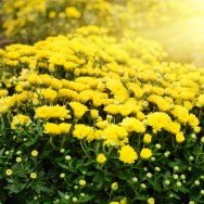 Cultivo de crisântemos O crisântemo pode ser cultivado ao ar livre, entretanto, em plantios comerciais, o cultivo é feito em estufas