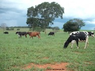Diversas espécies arbóreas nativas apresentam características favoráveis para associação com pastagem ARBORIZAÇÃO DE PASTAGENS