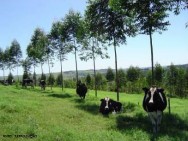 A sombra das árvores pode promover conforto para os animais, contribuir para conservação e melhoramento da fertilidade do solo ARBORIZAÇÃO DE PASTAGENS