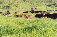Um sistema de pastejo constitui uma combinação definida e integrada do animal, da planta, do solo e do ambiente pastejo rotacionado