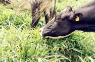 O período de ocupação nos piquetes, portanto, vai depender do ritmo de crescimento das plantas e da estrutura disponível pastejo rotacionado