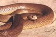 Inland Taipan A Taipan é uma cobra da família Elapidae, encontrada no litoral e no Outback Australiano. Foto: reprodução.