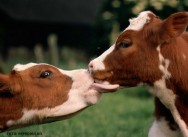 A adoção de tecnologia para aumentar a produtividade animal é uma estratégia importante para aumentar a rentabilidade do negócio pecuário indices zootecnicos