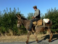 Os animais são largamente utilizados no meio rural apesar de vivermos o tempo da mecanização no campo acidente de trabalho rural