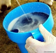 O teste da caneca de fundo preto permite observar a presença de grumos ou pus que poderá ser um indicativo de mastite clínica criação de ovinos