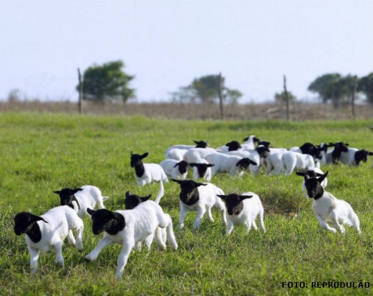 A criação de cordeiros, dentro do agronegócio brasileiro, é uma das mais promissoras atividades criação de ovinos