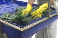Desinfecção da couve A desinfecção do produto após o corte deve ser realizada com água clorada, observando-se a concentração de cloro recomendada.